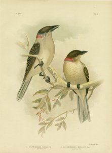 Gran pájaro jardinero, 1891 de Gracius Broinowski
